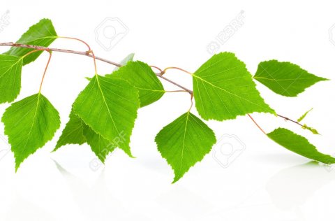 Skóg- og trjárækt í þéttbýli