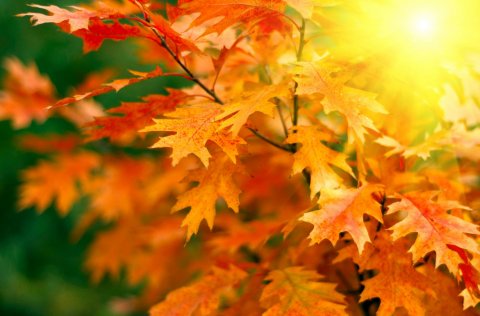 Fréttapési Álfagerðis haust dagskrá