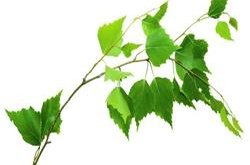 Aðalfundur Skógfells 2017