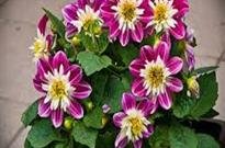 Umhverfisverðlaun 2017