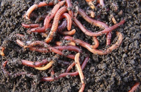 Moltugerð heimavið