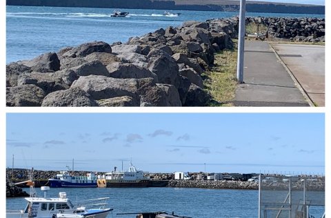 Höfnin iðar af lífi