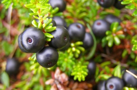 Neysla berja og matjurta í skugga eldgoss