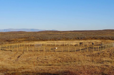 Hundagerði og lausaganga hunda