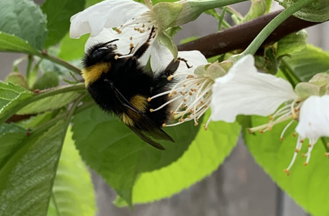 Lokasprettur Umhverfisdaga Sveitarfélagsins Voga 2020