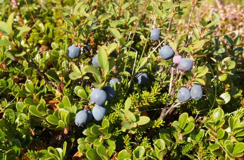 Gróður á lóðarmörkum