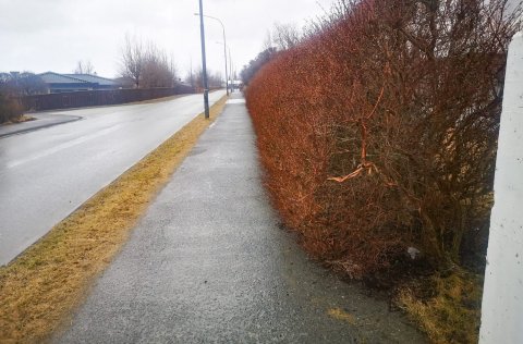 Gróður á lóðamörkum