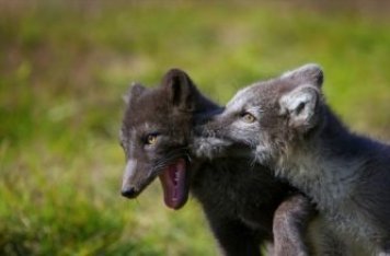 Erindi um rannsóknir á refum