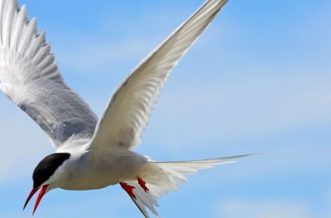 Hefur þú fundið dauða villta fugla nýverið?