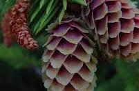 Aðalfundur Skógræktarfélagsins Skógfells.